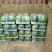 周口精品美都西瓜&头茬&10斤打底&大量上市