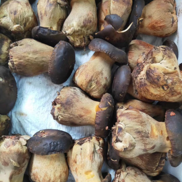 深圳牛肝菌可送货