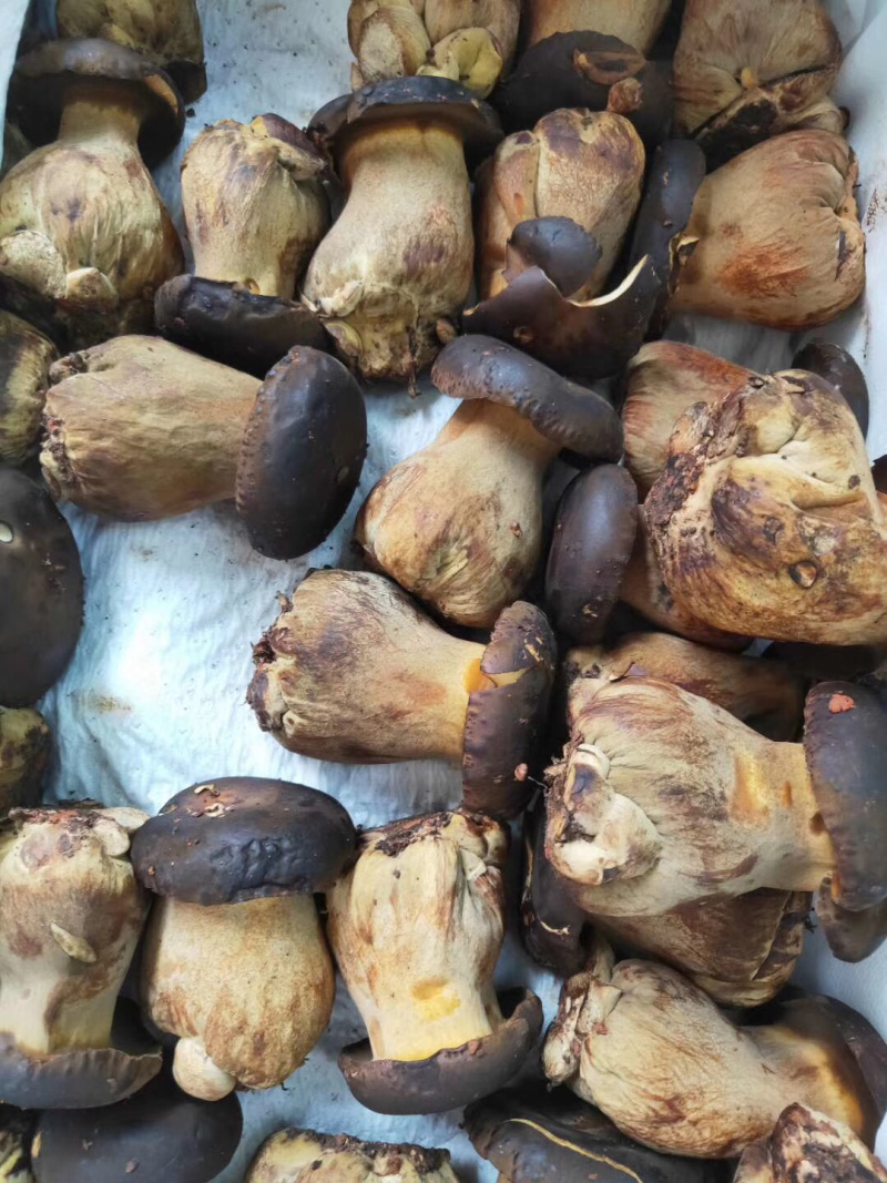 深圳牛肝菌可送货