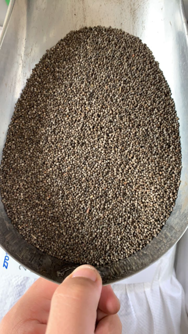 花菱草种子春秋播种多年生耐寒花种绿化花籽庭院阳台盆栽花卉