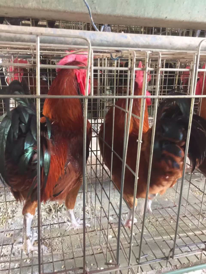 青脚土鸡苗湖南土鸡苗