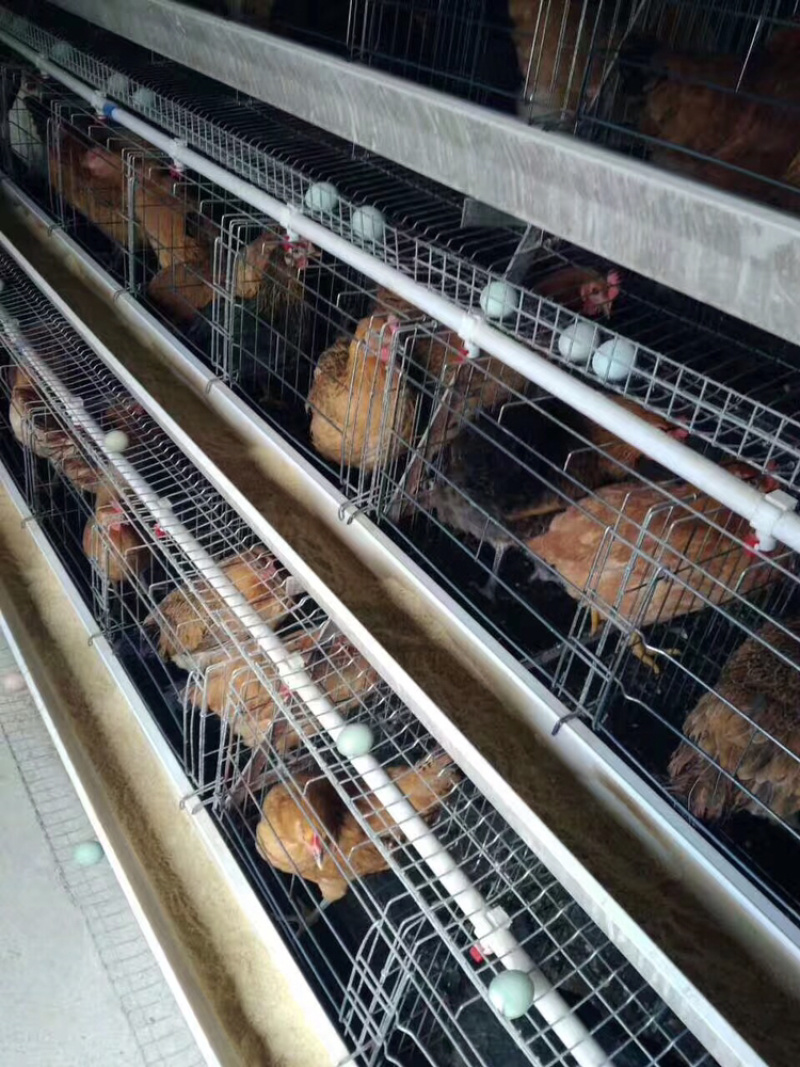 麻羽绿壳蛋鸡苗青脚土鸡苗