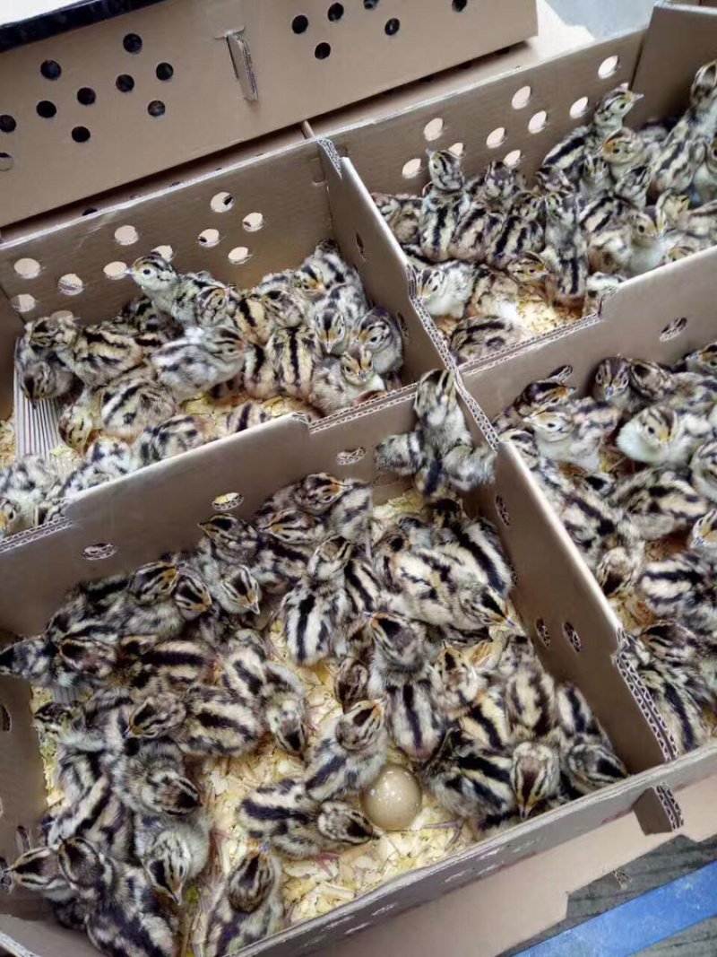 山鸡苗野鸡苗量大包运费