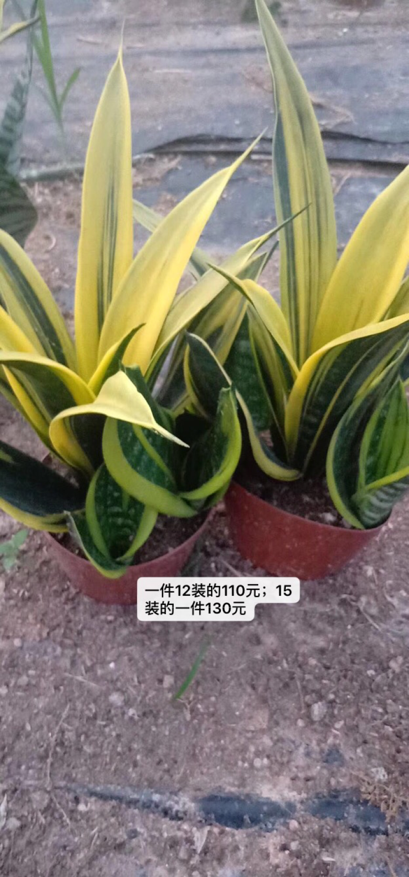 黄金虎皮兰