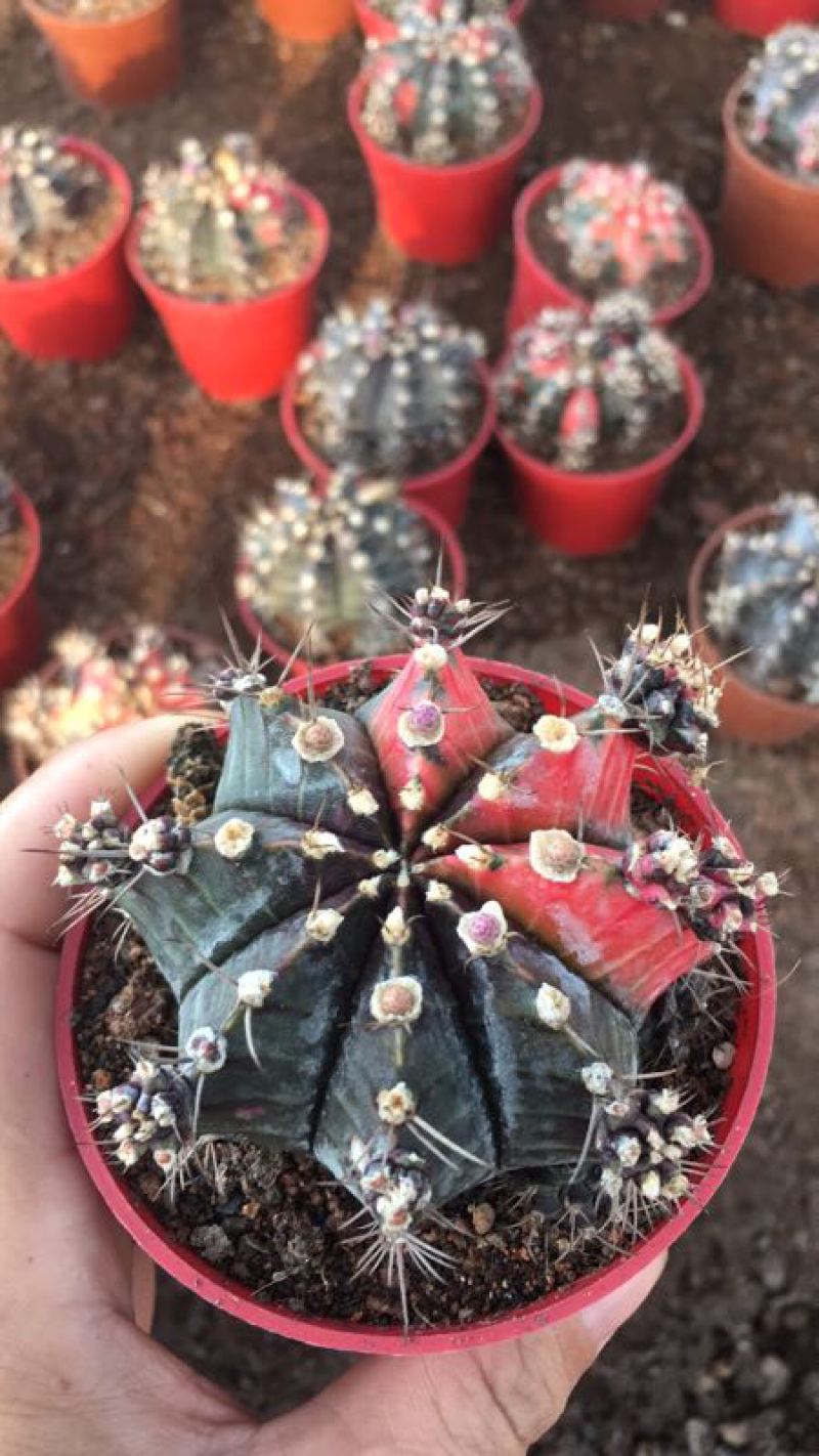 紫牡丹
