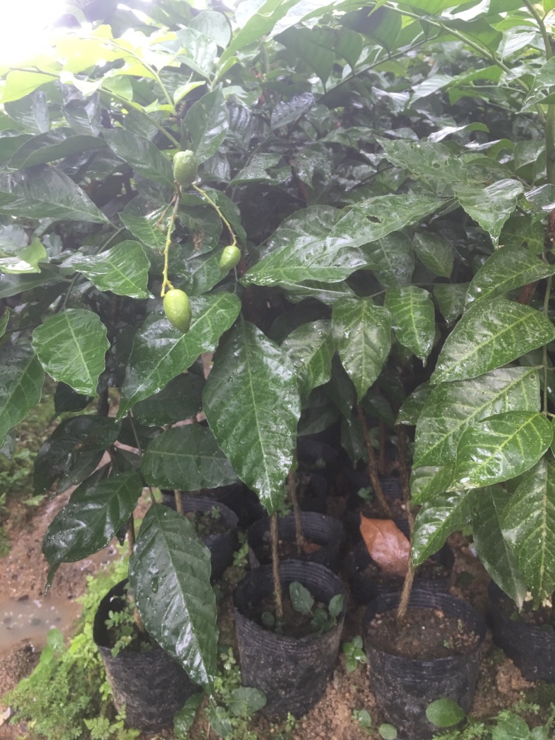 鸡心黄皮