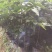 鸡心黄皮