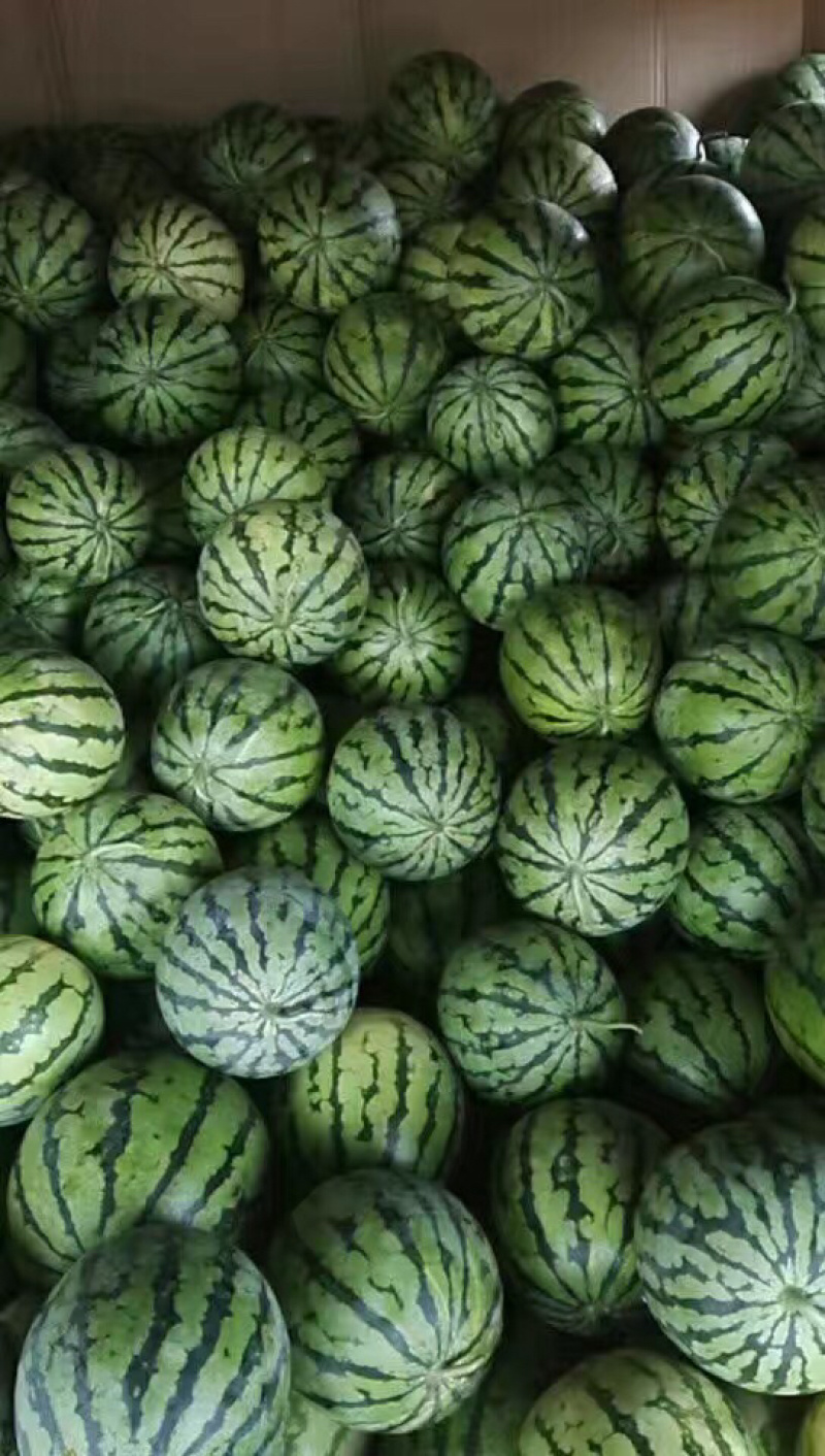 湖北荆州西瓜美都。大棚。露天都有。黑皮无籽。