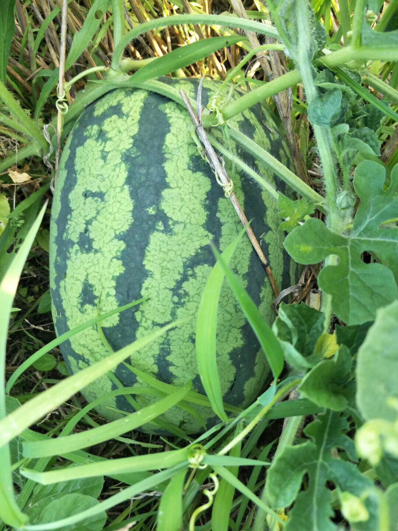 湖北荆州西瓜美都。大棚。露天都有。黑皮无籽。
