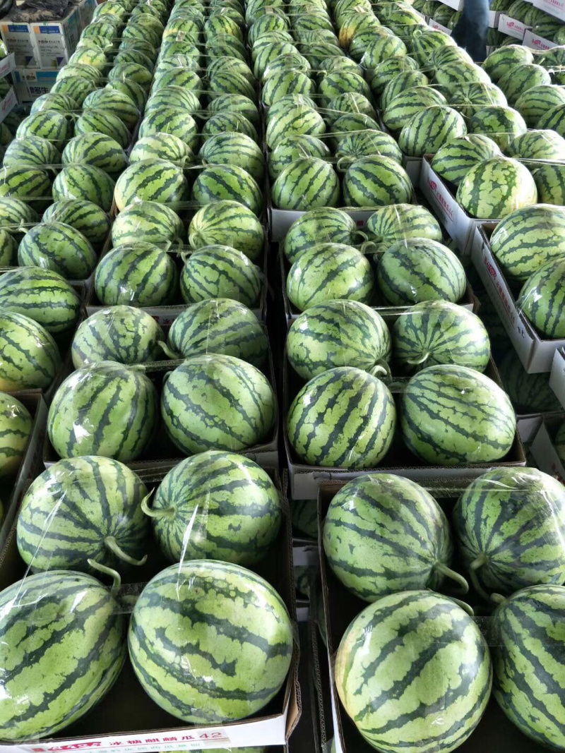 湖北荆州西瓜美都。大棚。露天都有。黑皮无籽。
