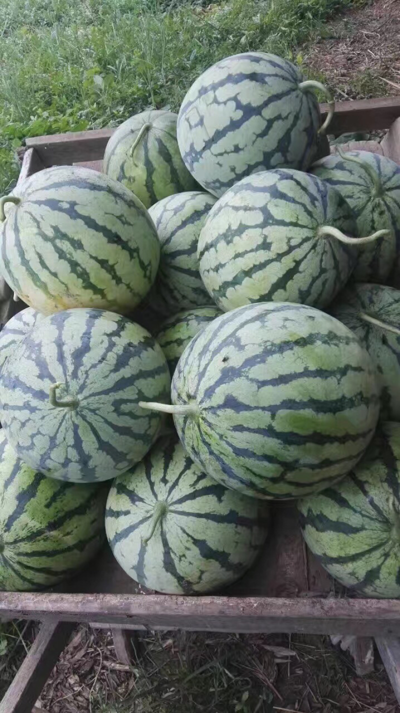 湖北荆州西瓜美都。大棚。露天都有。黑皮无籽。