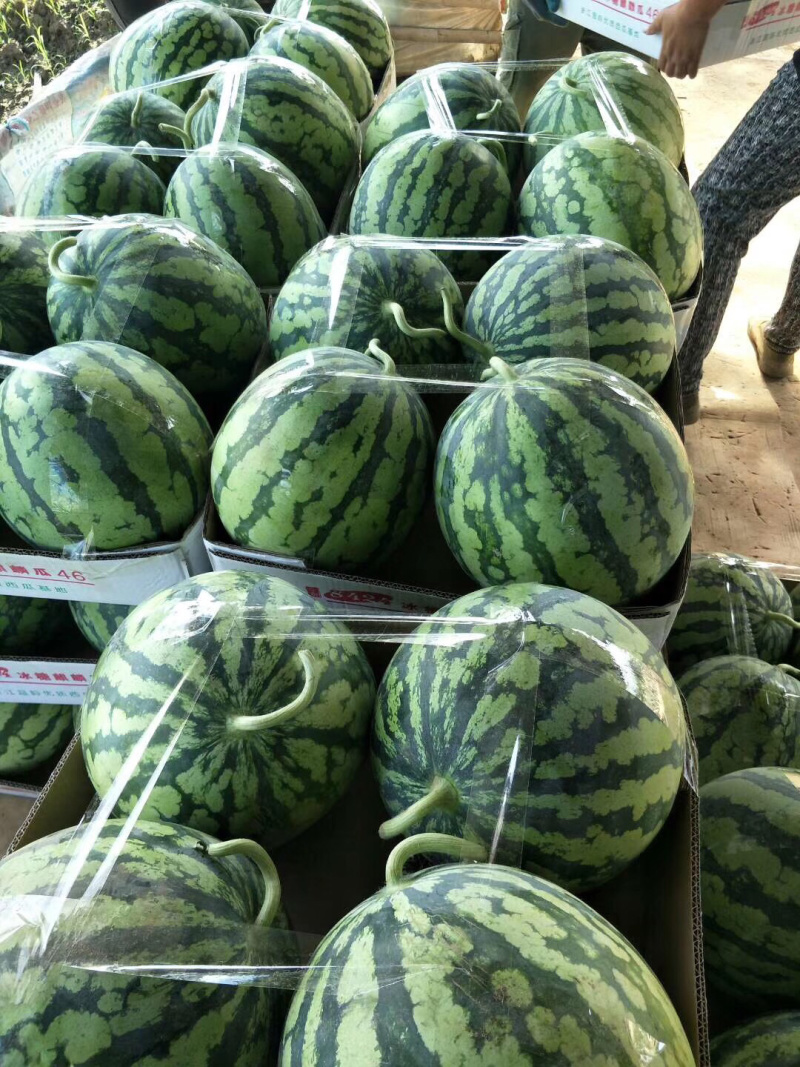 湖北荆州西瓜美都。大棚。露天都有。黑皮无籽。