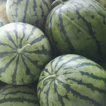 湖北荆州西瓜。黑皮无籽。大棚8424。露天8424。美都