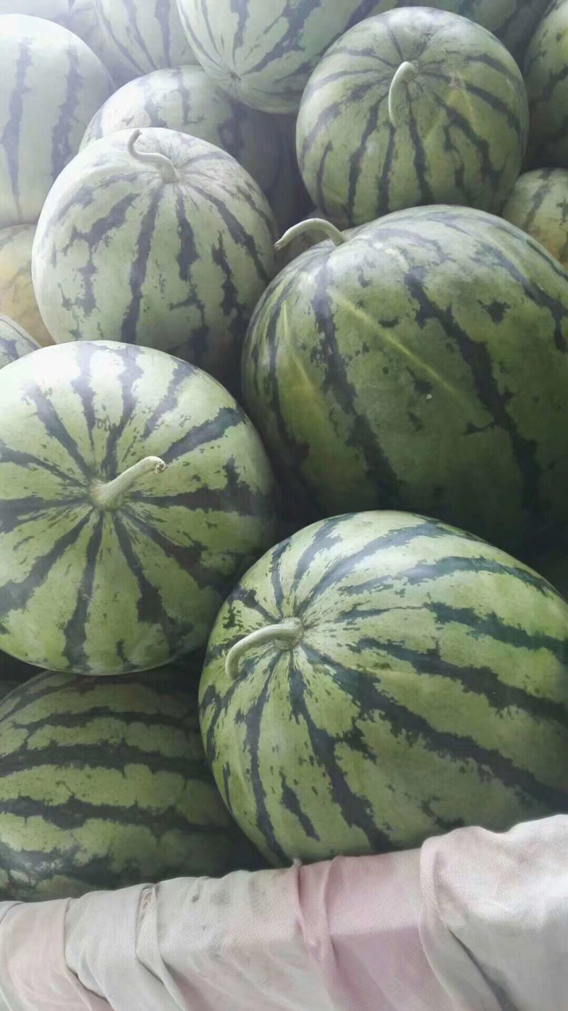 湖北荆州西瓜美都。大棚。露天都有。黑皮无籽。