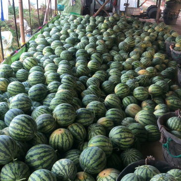 湖北荆州西瓜美都。大棚。露天都有。黑皮无籽。