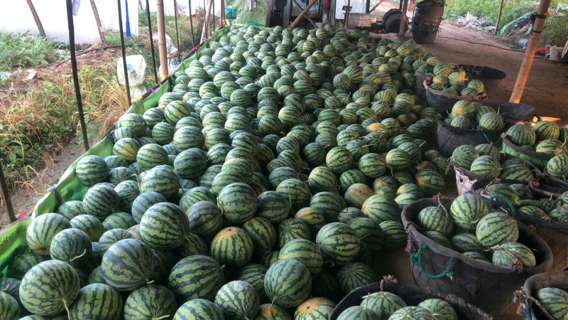 湖北荆州西瓜美都。大棚。露天都有。黑皮无籽。