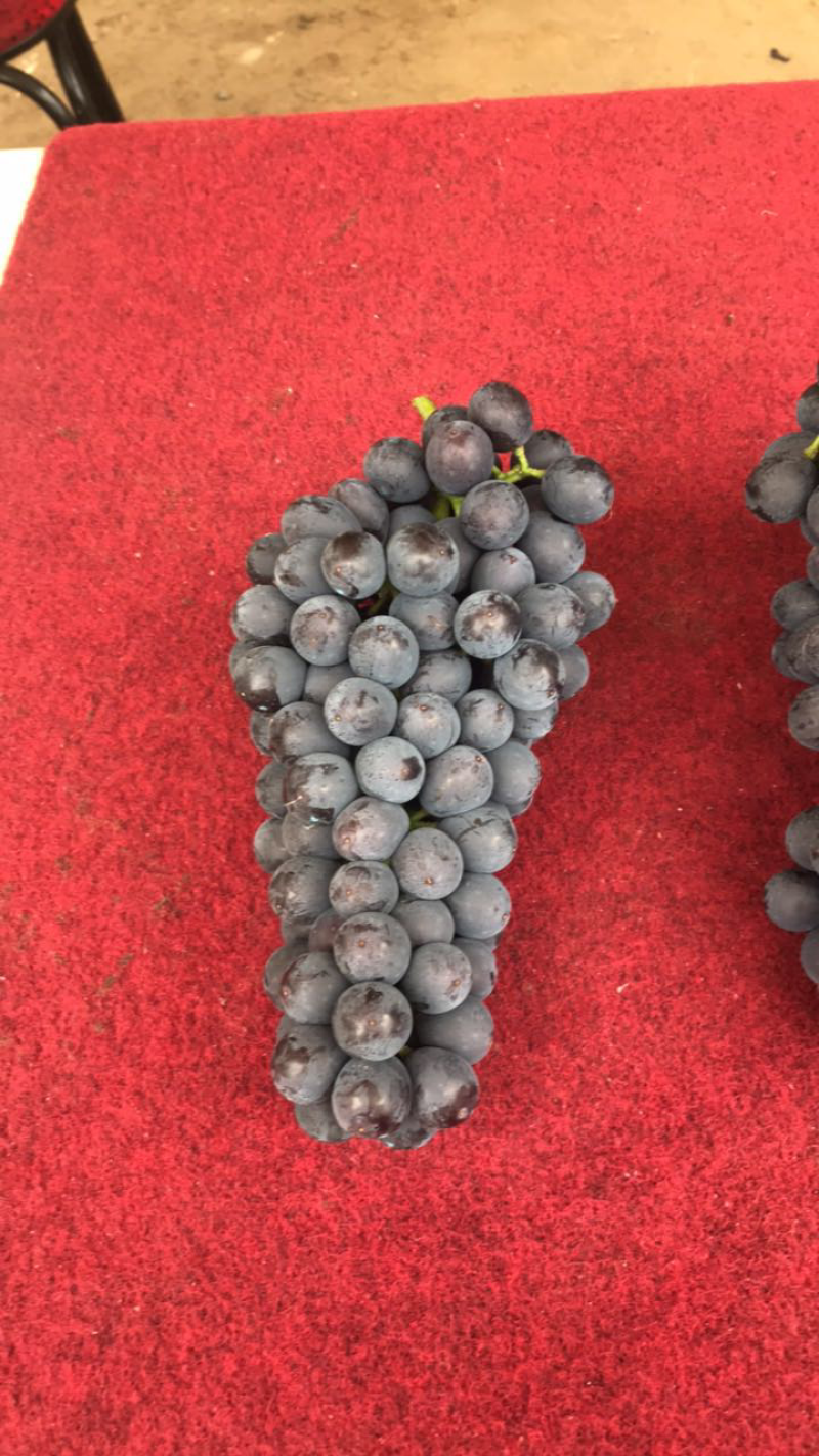 大量出售早夏无核葡萄，品质优良，口感纯