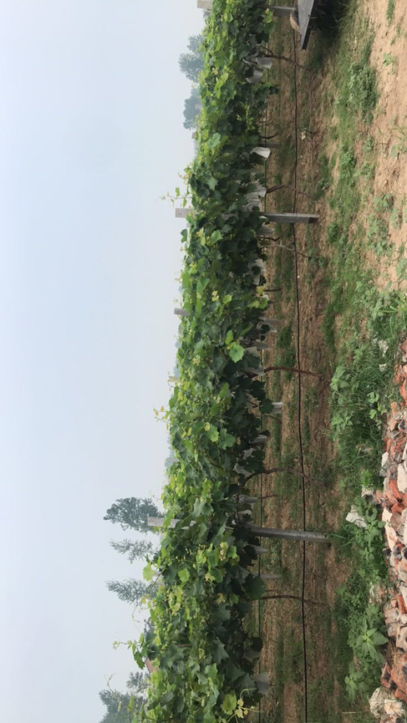 大量出售早夏无核葡萄，品质优良，口感纯