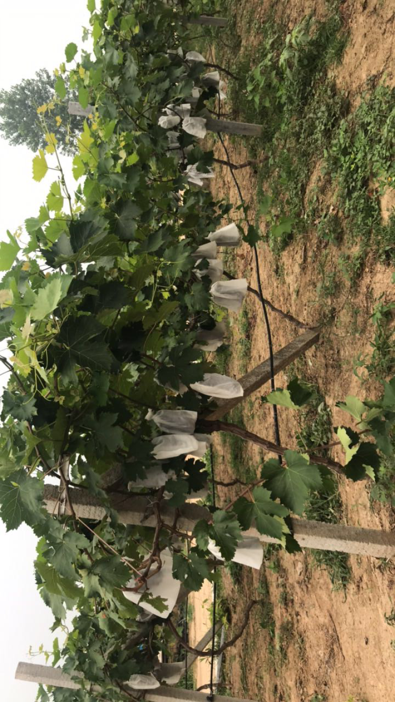大量出售早夏无核葡萄，品质优良，口感纯