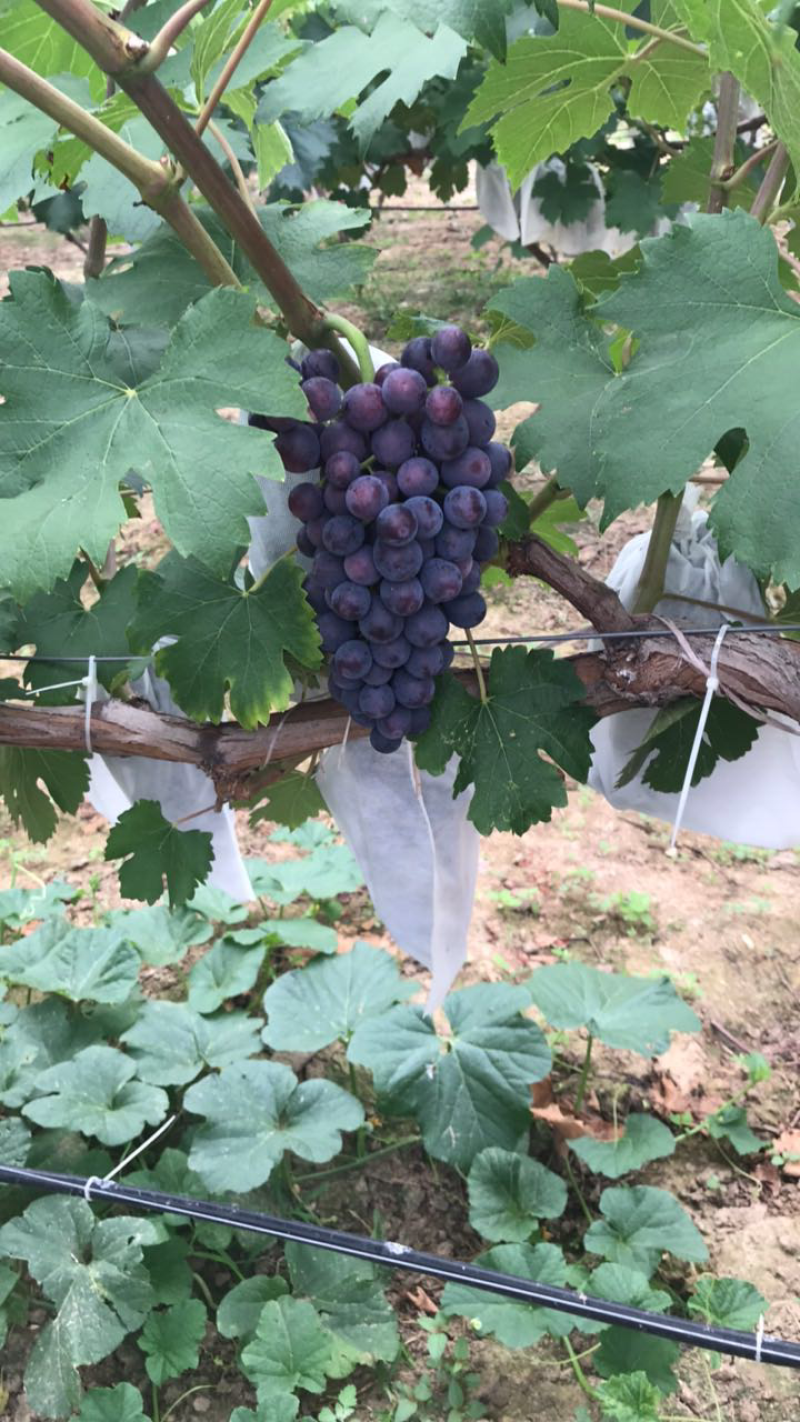 大量出售早夏无核葡萄，品质优良，口感纯