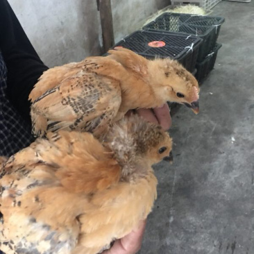 常年供应青脚土鸡脱温母苗平均4/5两量大包运