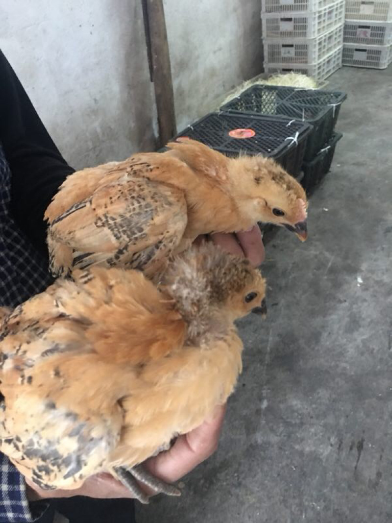 常年供应青脚土鸡脱温母苗平均4/5两量大包运