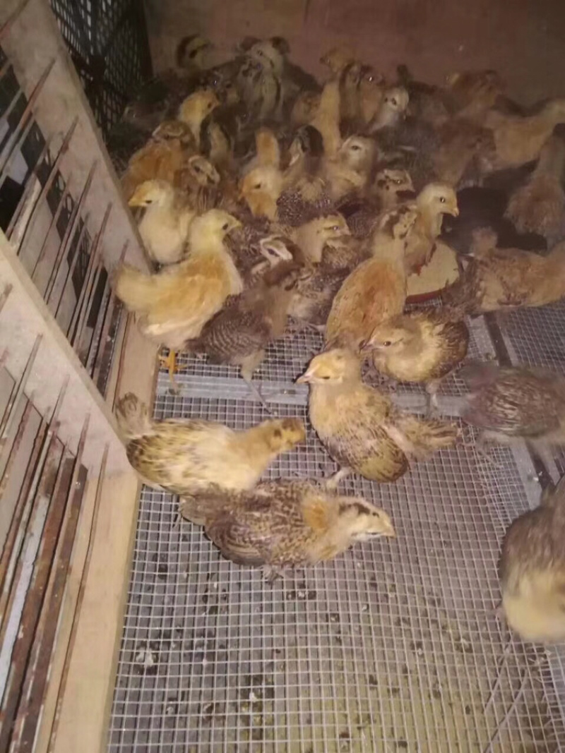 常年供应青脚土鸡脱温母苗平均4/5两量大包运