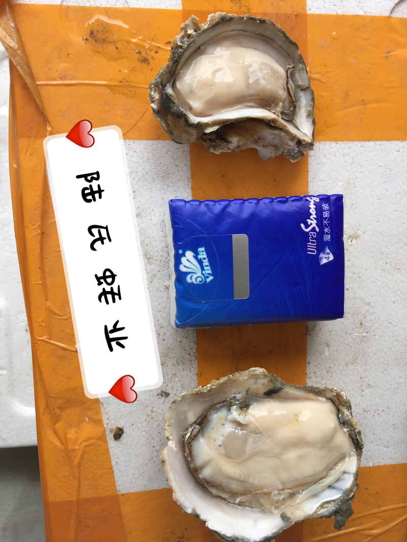湛江小蚝一斤5个一手货源蚝场直发全国
