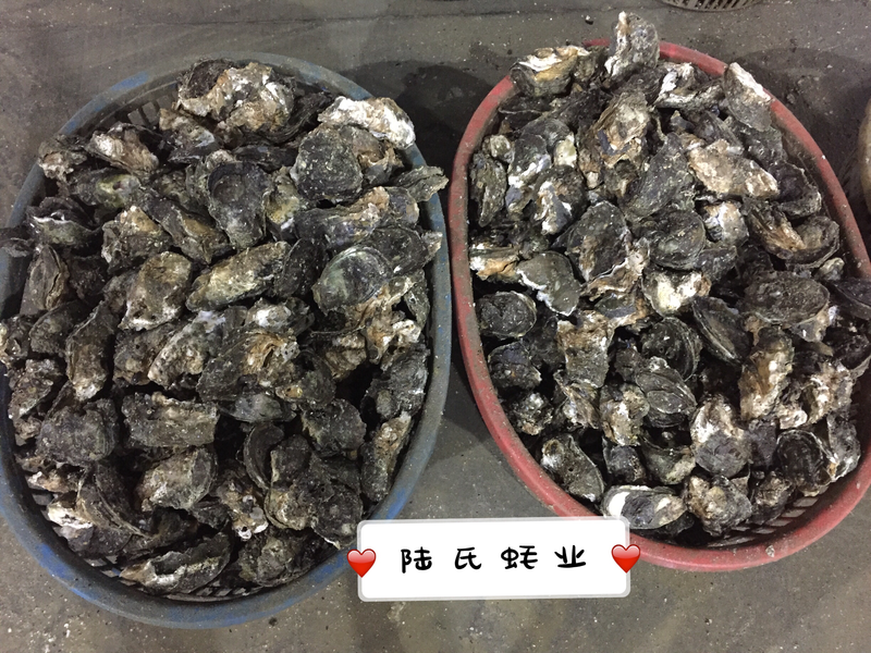 湛江小蚝一斤5个一手货源蚝场直发全国