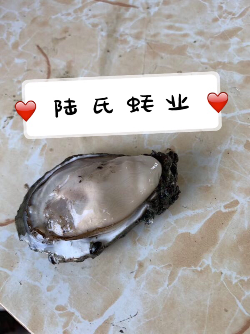广东大蚝一斤2个一件代发薄壳肥美烧烤蚝蚝场直发