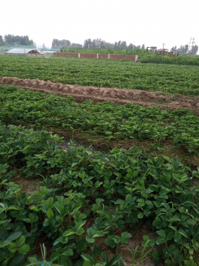 红颜草莓苗、甜查理草莓苗免费提供技术培训