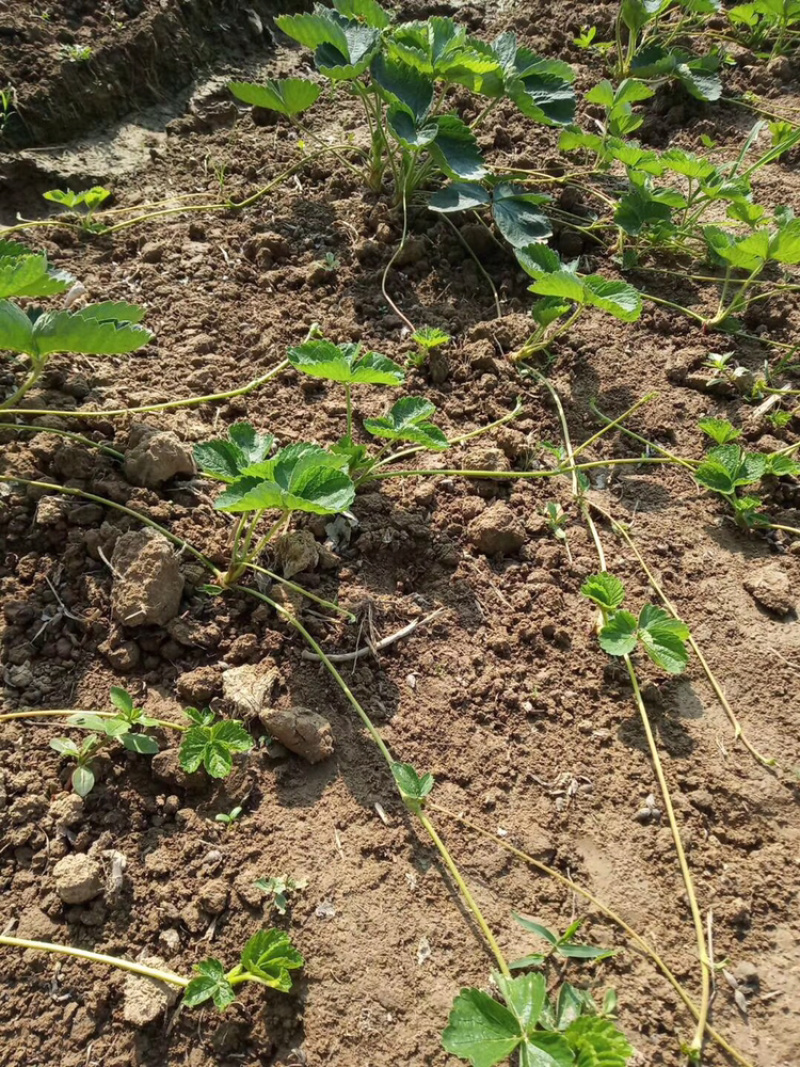 红颜草莓苗、甜查理草莓苗免费提供技术培训