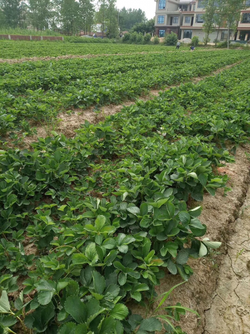 红颜草莓苗、甜查理草莓苗免费提供技术培训