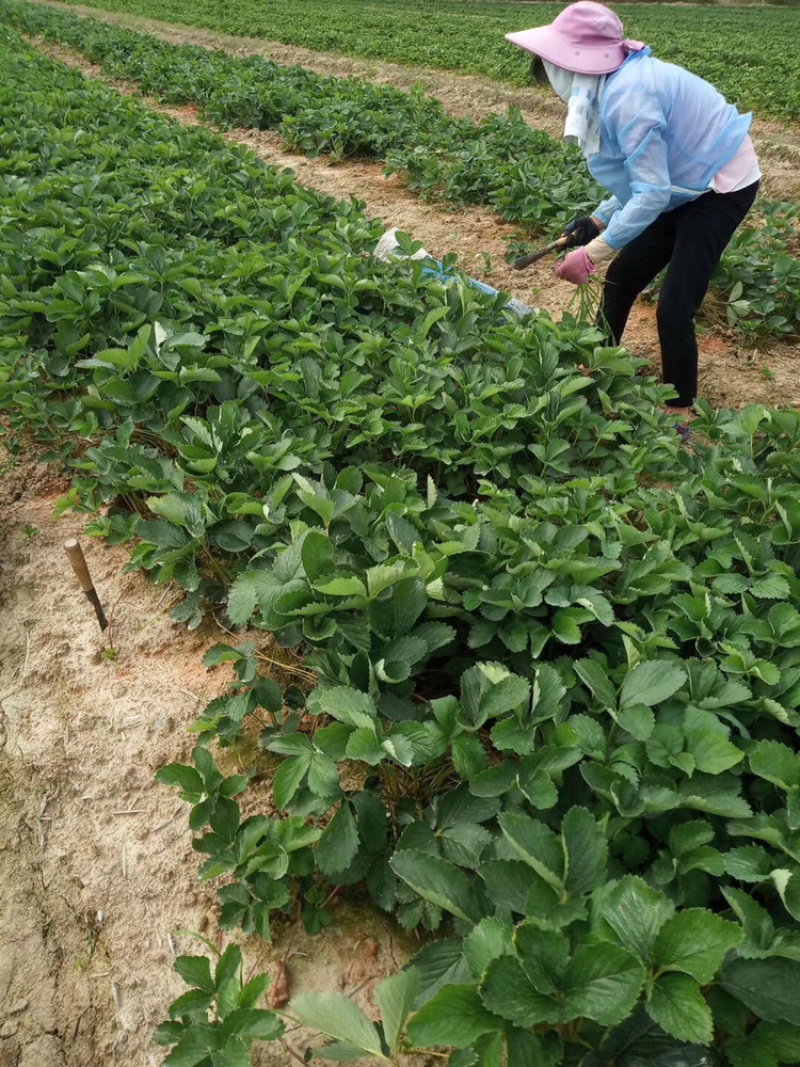 红颜草莓苗、甜查理草莓苗免费提供技术培训