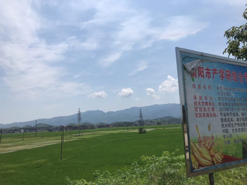 优质稻壳，散装袋装