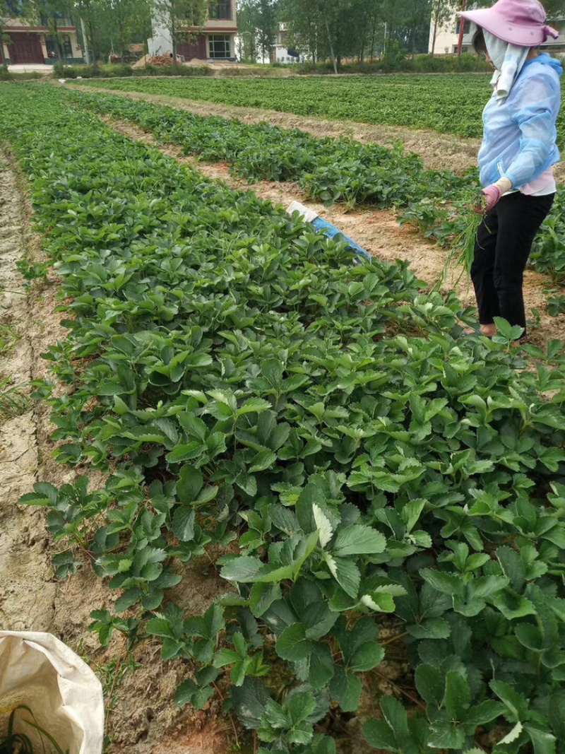 15年种植经验，免费提供技术指导、百万株新鲜草莓苗