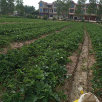 百万株甜查理草莓苗、红颜草莓苗、奶油草莓苗火爆上市