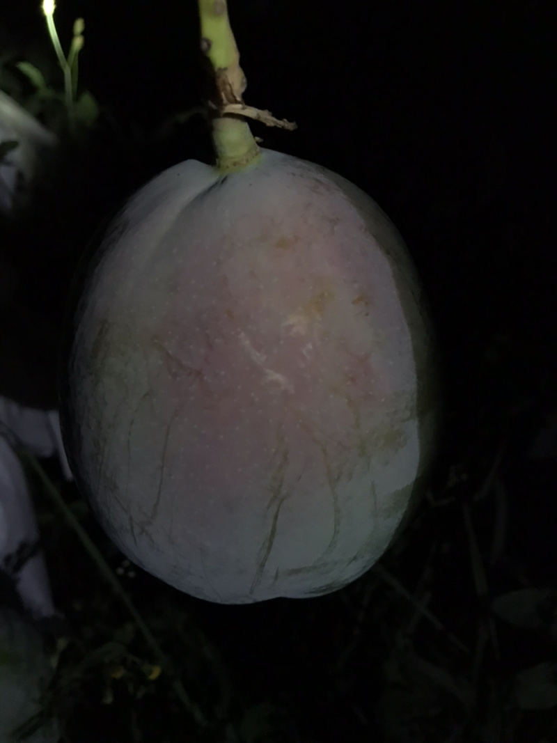 攀枝花凯特芒果，对接商超，物流配送落地。