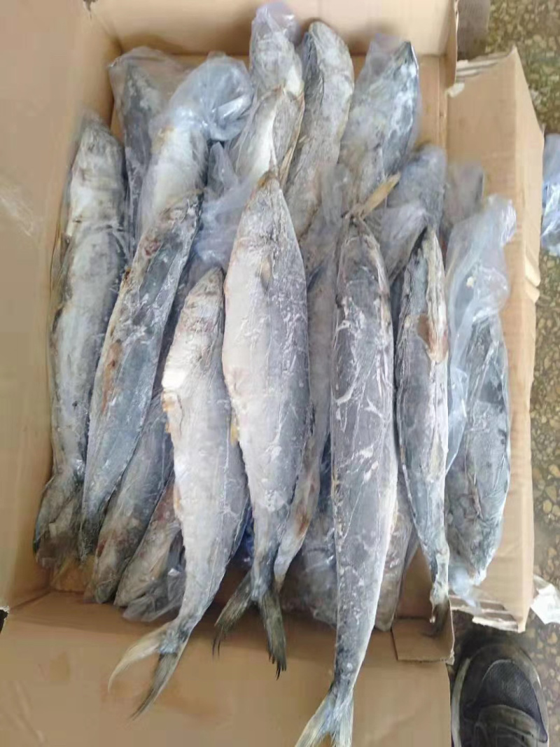 海水鱼类鲅鱼