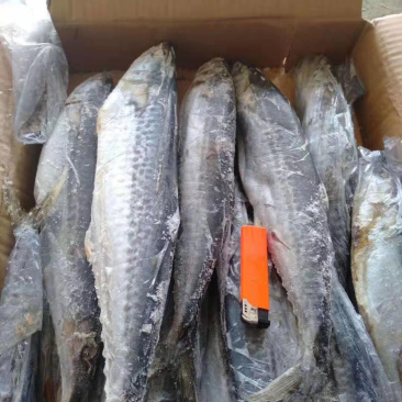 海水鱼类鲅鱼