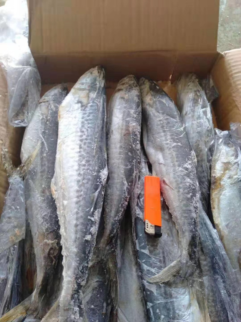 海水鱼类鲅鱼