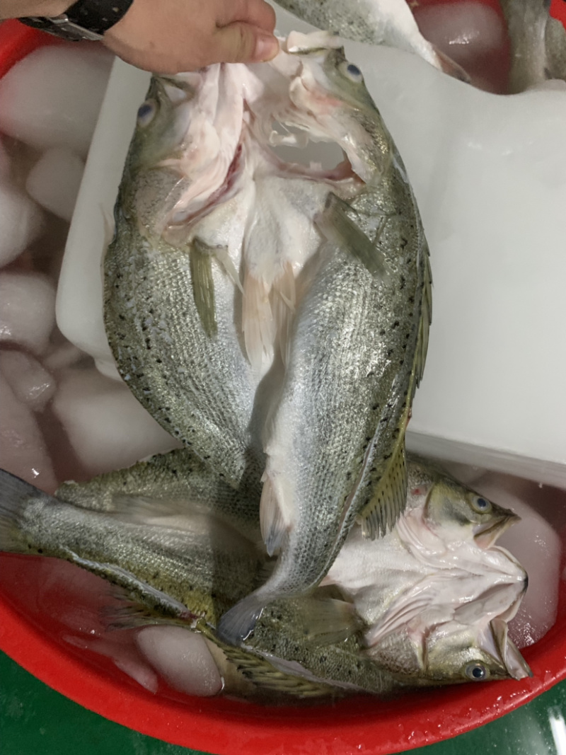 开背海鲈鱼