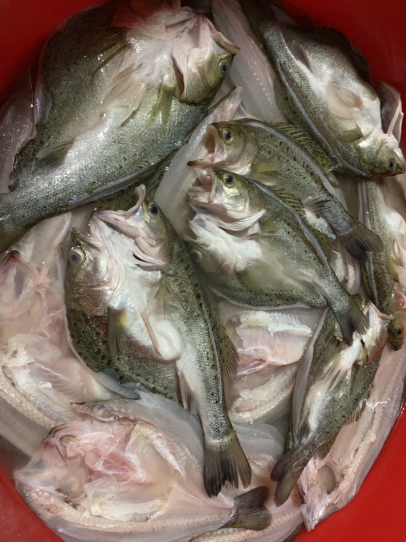 开背海鲈鱼
