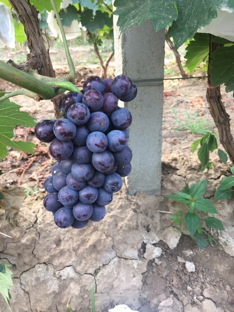 夏黑葡萄，河北大量供应，葡萄基地，质量保证