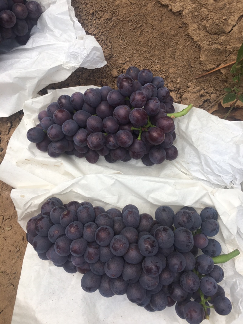 夏黑葡萄，河北大量供应，葡萄基地，质量保证
