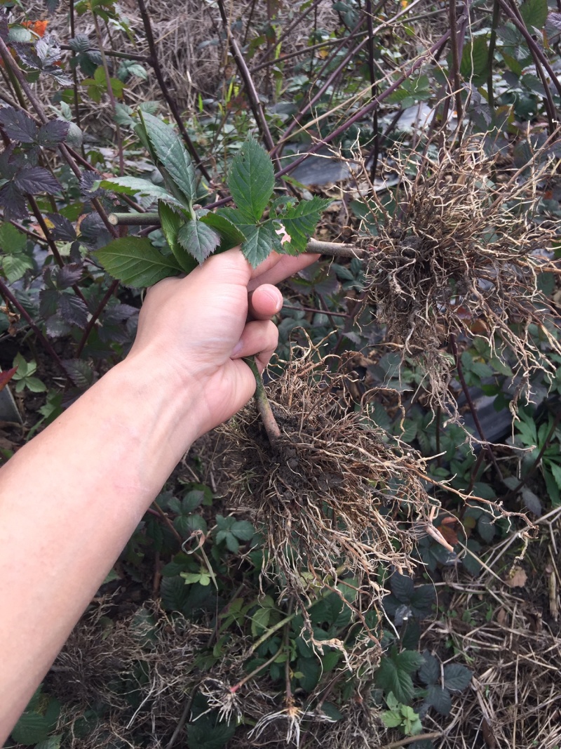 黑莓苗黑莓鲜果易活高产营养丰富适合南北方种植