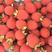 树莓掌叶覆盆子苗树莓鲜果青果可入药适合华东地区种植采摘