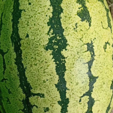 西瓜