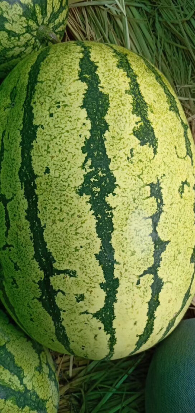 西瓜