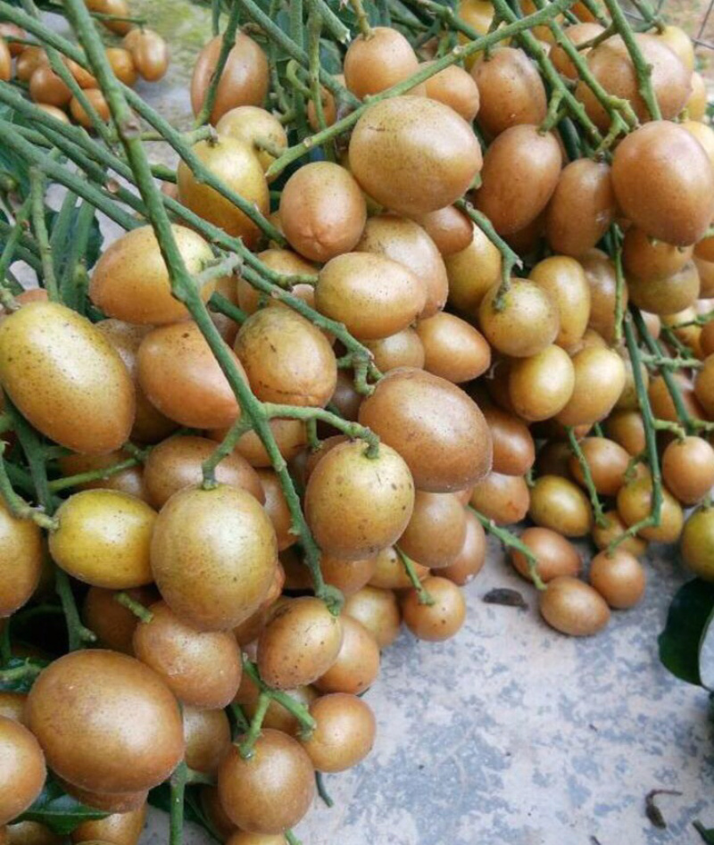 黄皮果